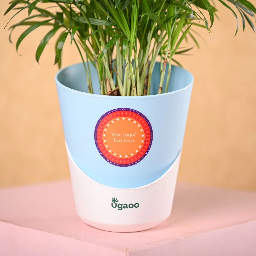Bamboo Palm Plant & Phool Diwali Gift Hamper - Image 3