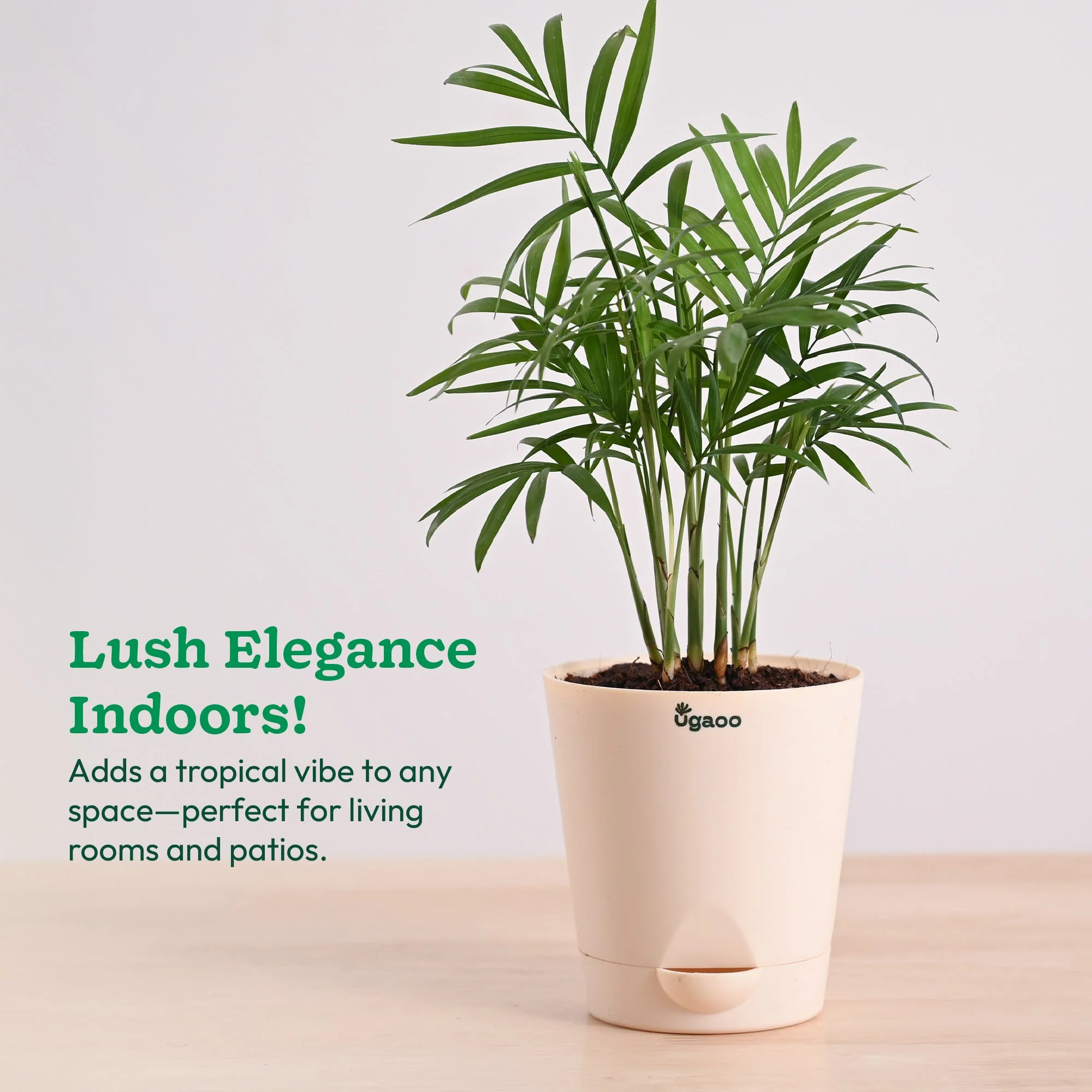 Bamboo Palm Plant - Image 8