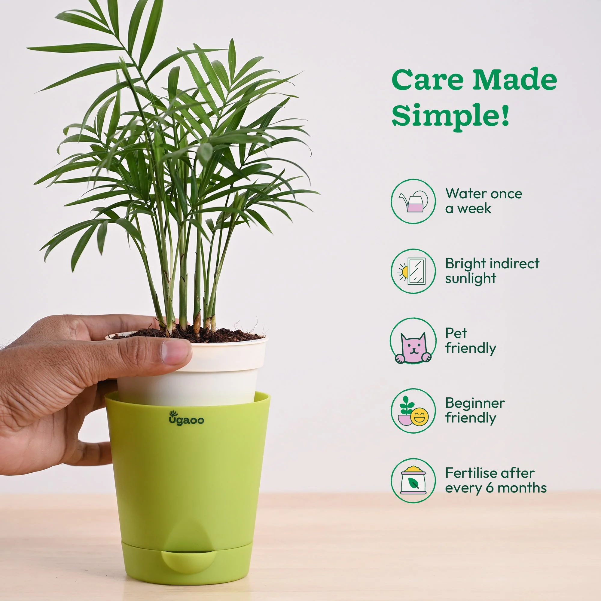 Bamboo Palm Plant - Image 9