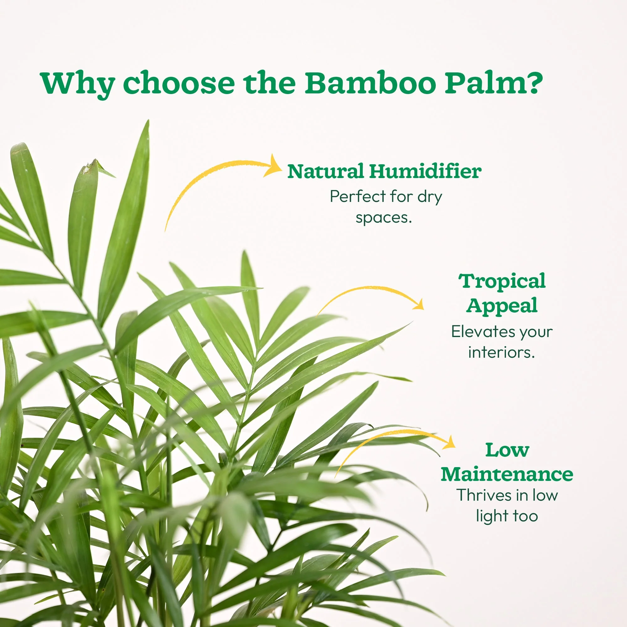 Bamboo Palm Plant - Image 10