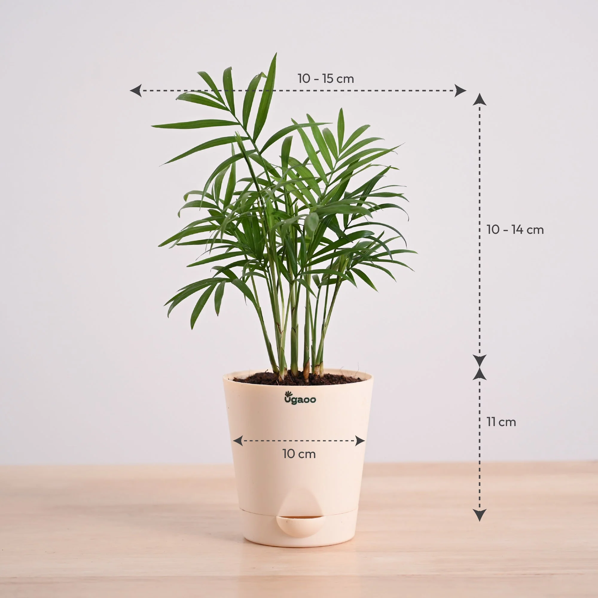 Bamboo Palm Plant - Image 12