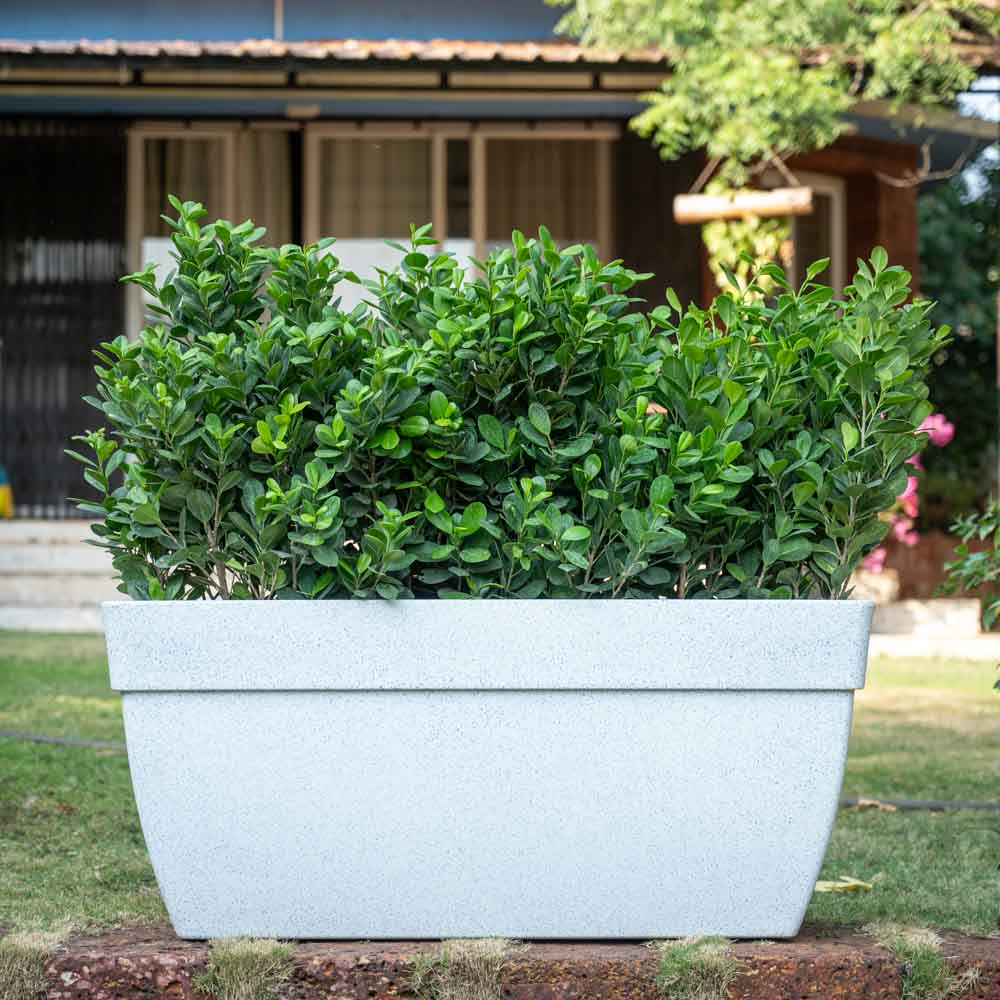 Barca Rectangle Planter - Image 57