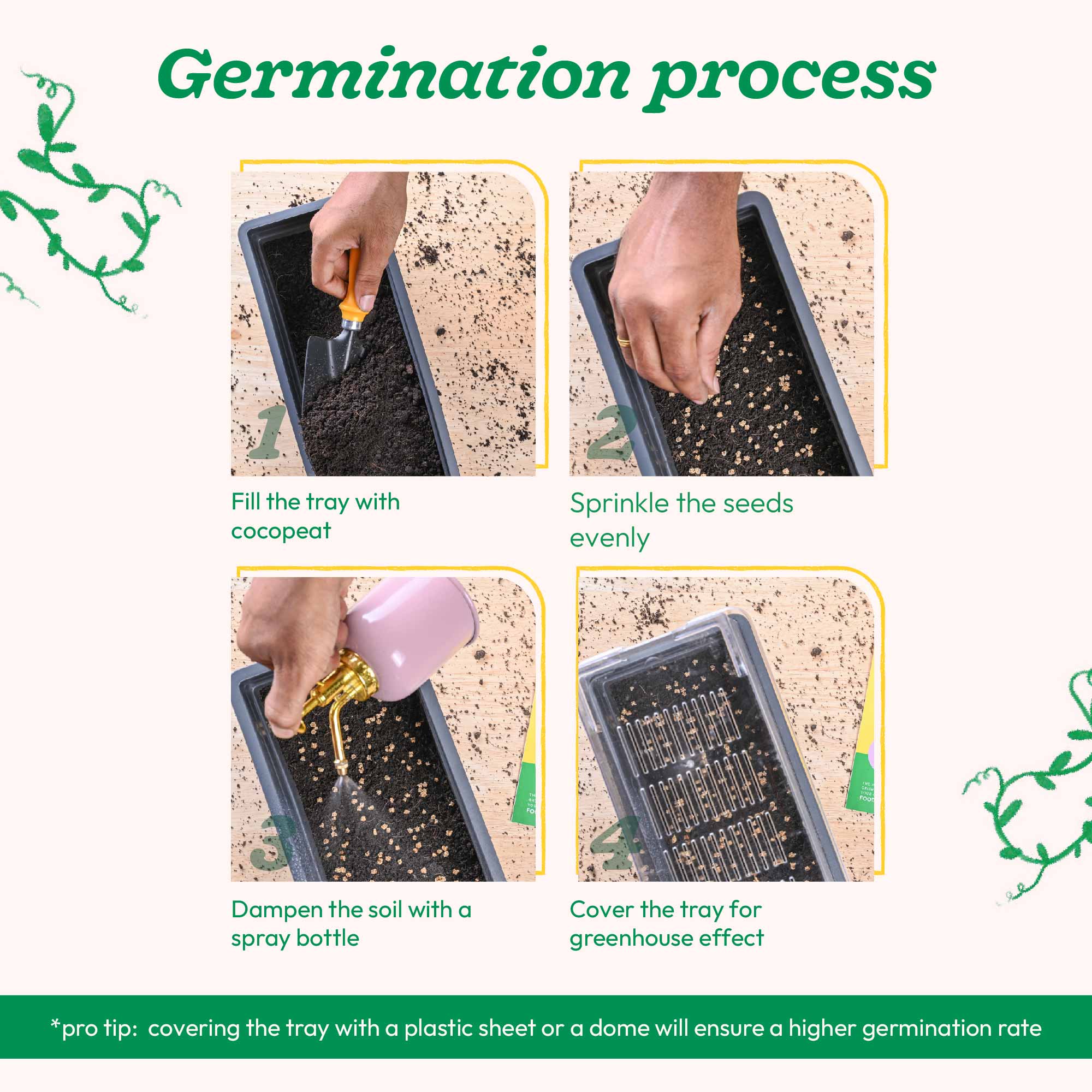 Beetroot Seeds - Image 13