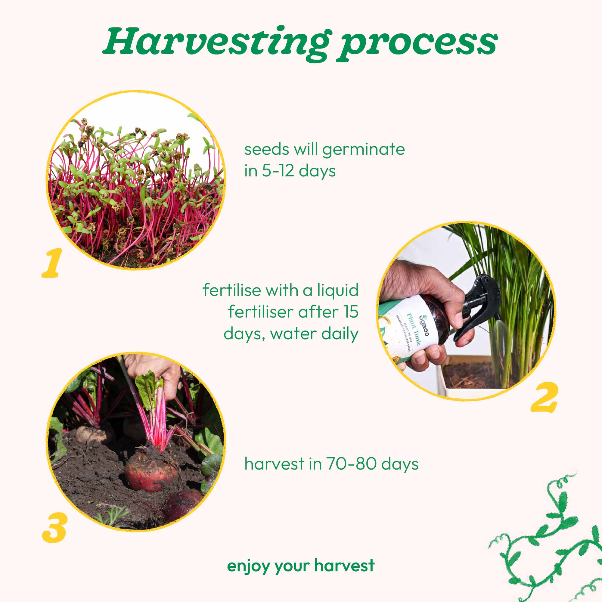 Beetroot Seeds - Image 32