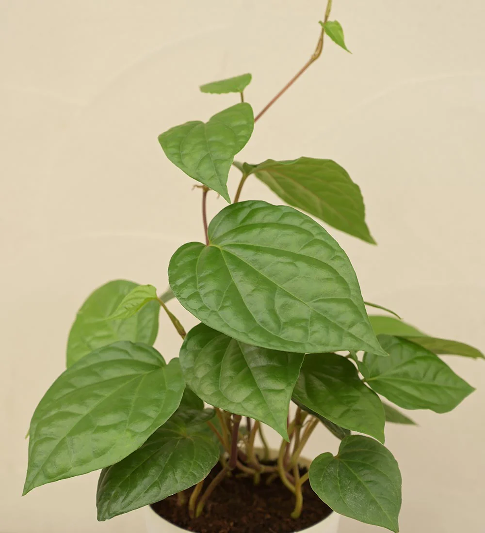 Betel Leaf Plant (Magai Paan) Gift Hamper - Image 3