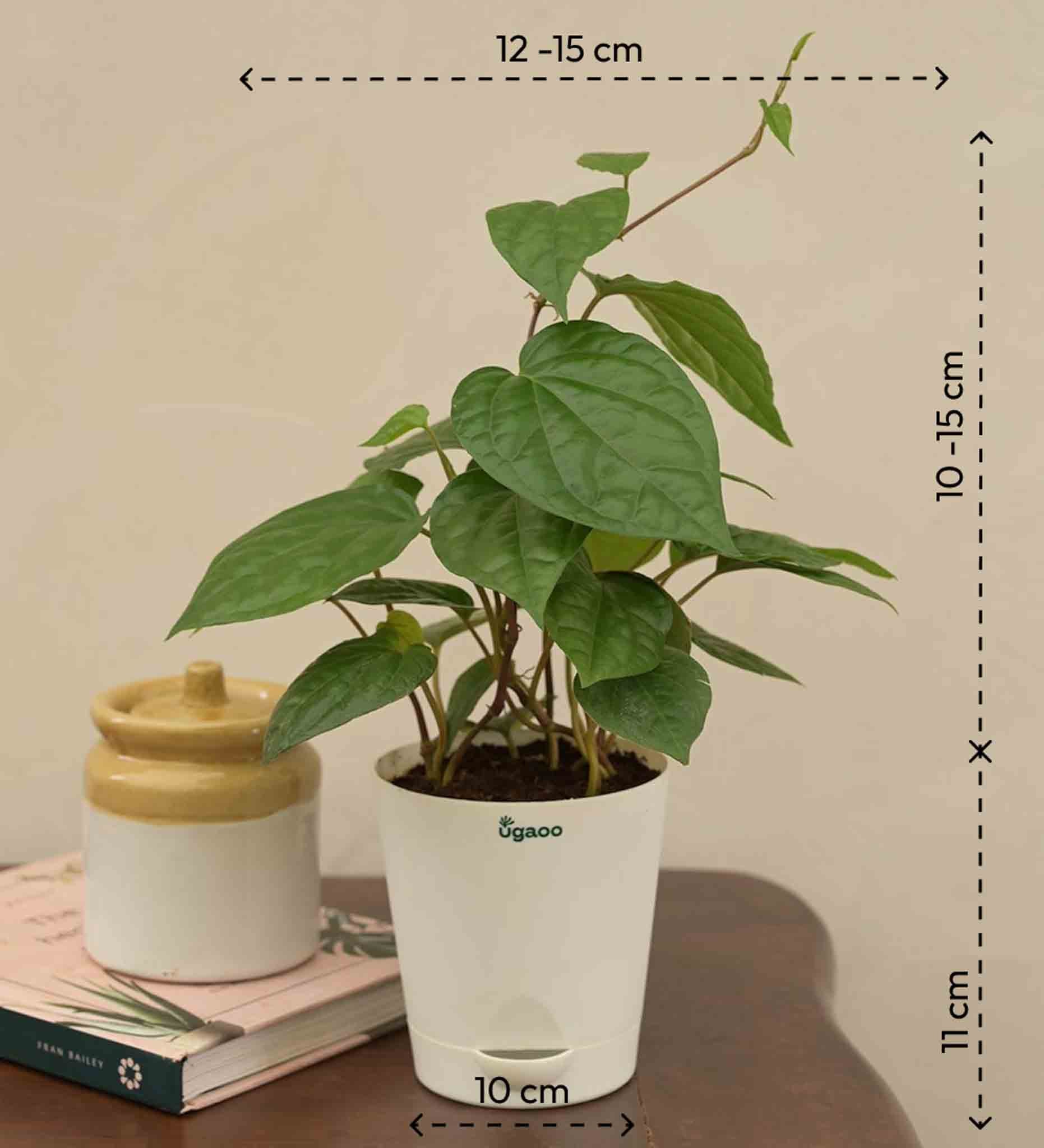 Betel Leaf Plant (Magai Paan) Gift Hamper - Image 4