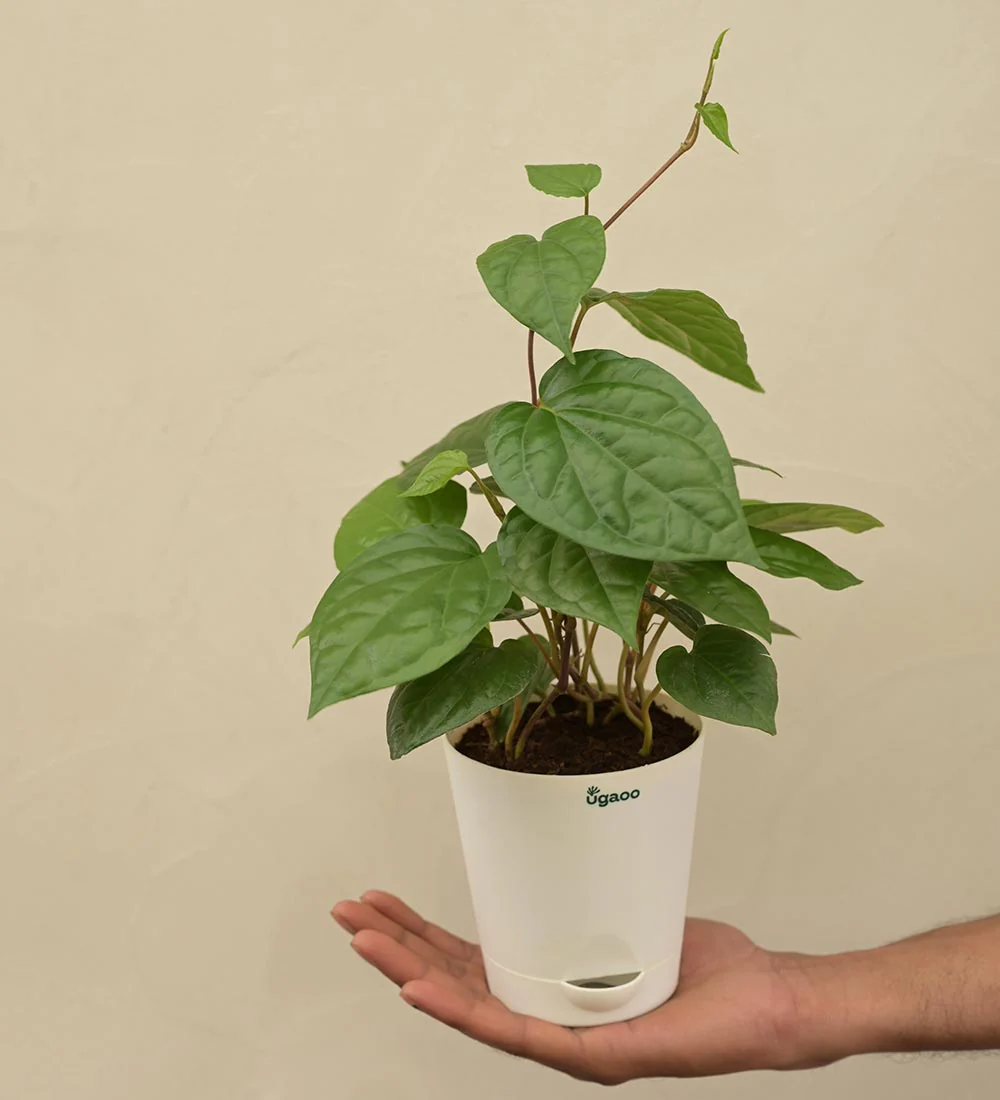 Betel Leaf Plant (Magai Paan) Gift Hamper - Image 5