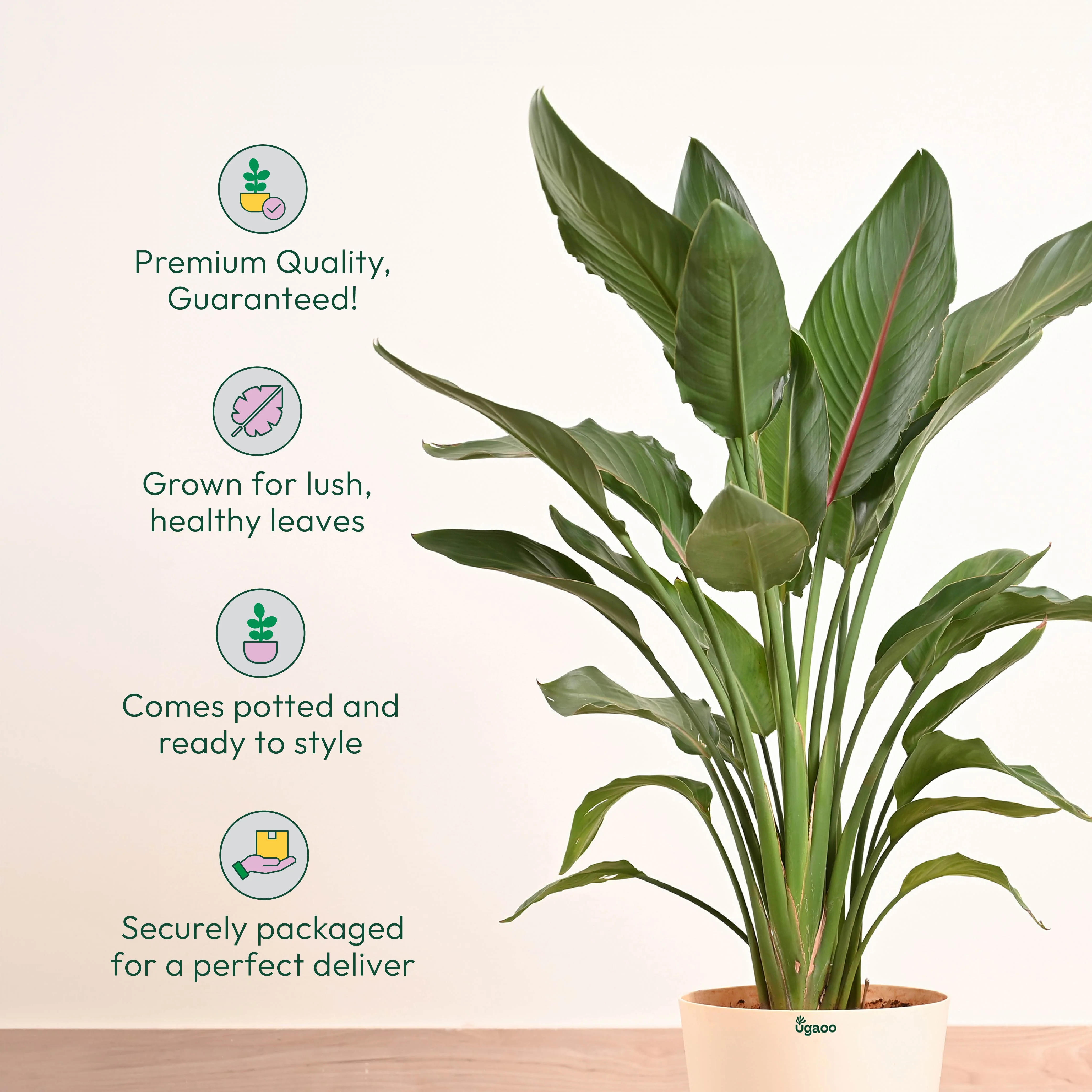 Bird Of Paradise Orange Plant - XL - Image 6