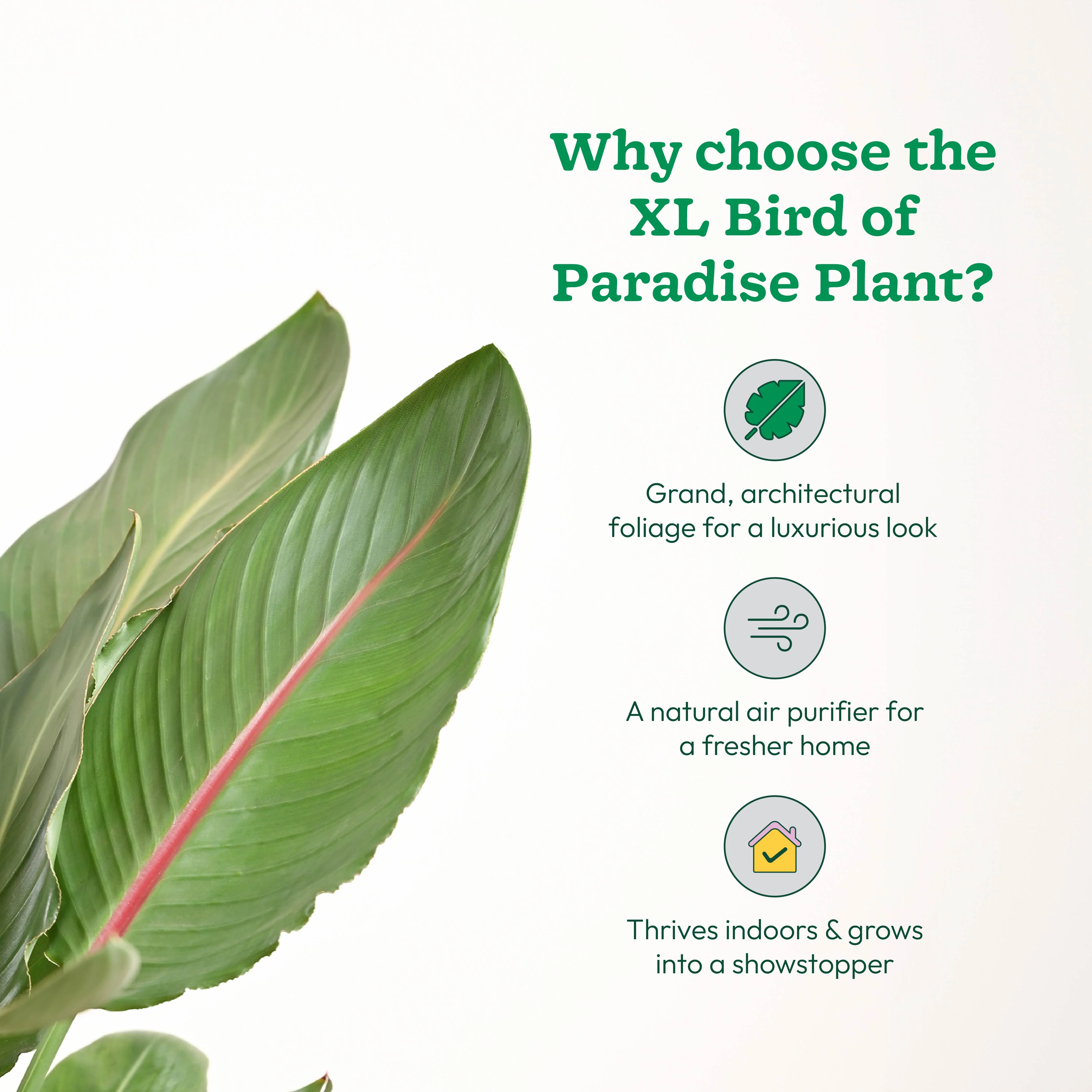 Bird Of Paradise Orange Plant - XL - Image 7