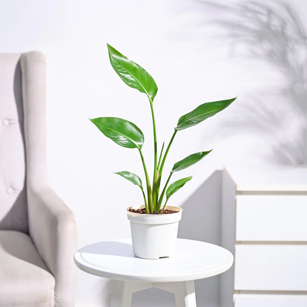 Bird of Paradise Plant - Image 10