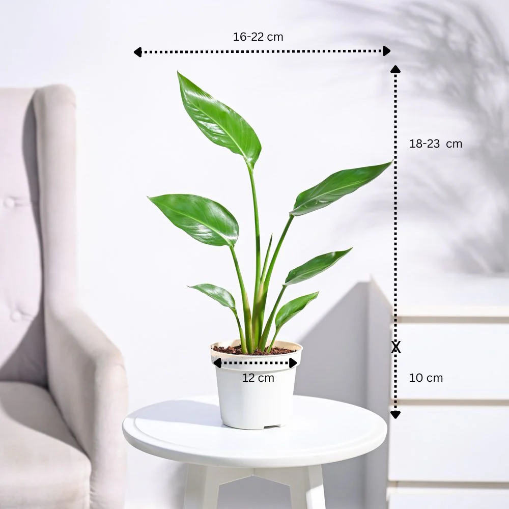 Bird of Paradise Plant - Image 12
