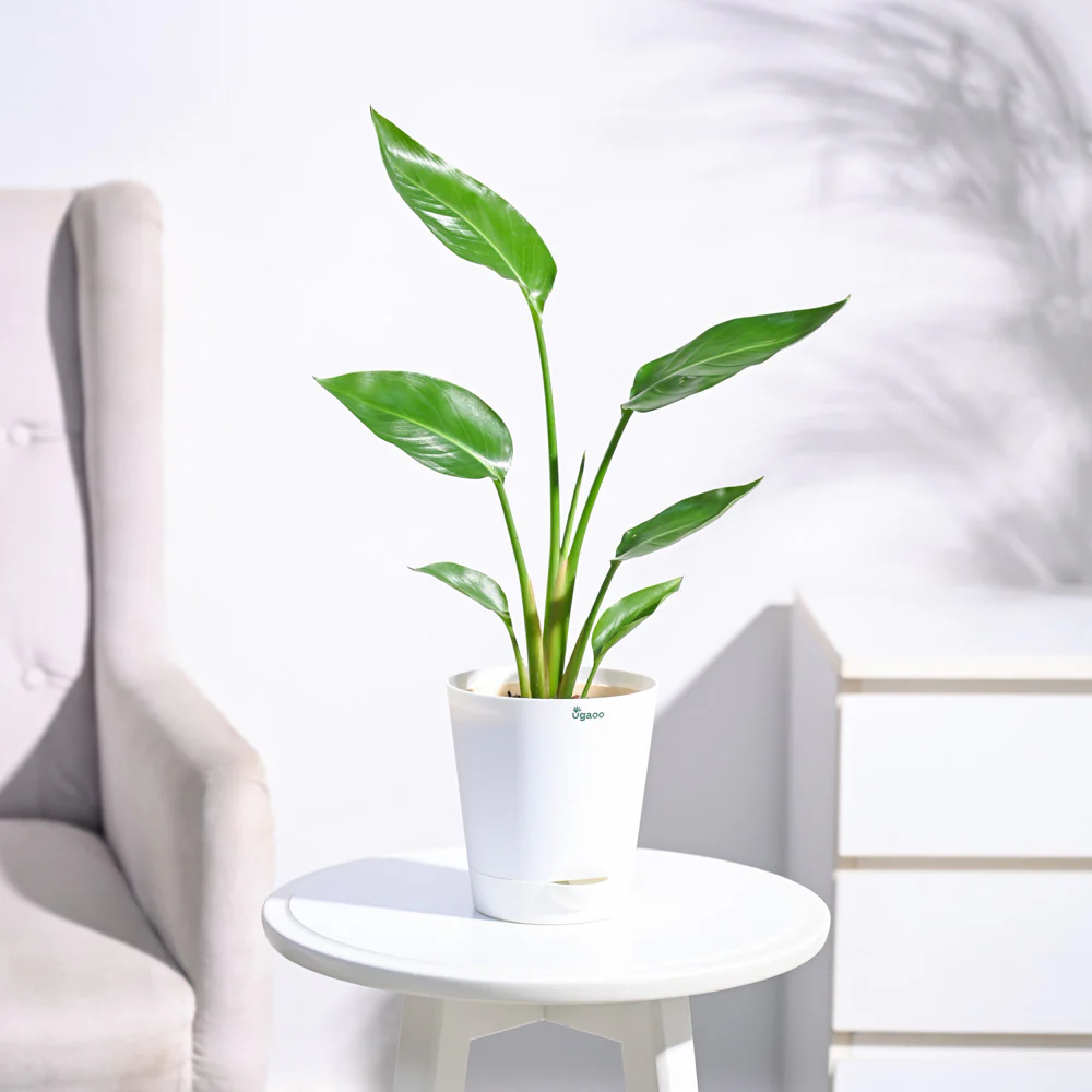 Bird of Paradise Plant - Image 15
