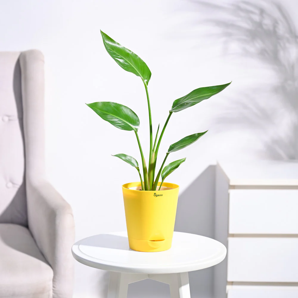 Bird of Paradise Plant - Image 19