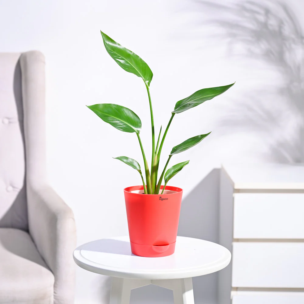 Bird of Paradise Plant - Image 27