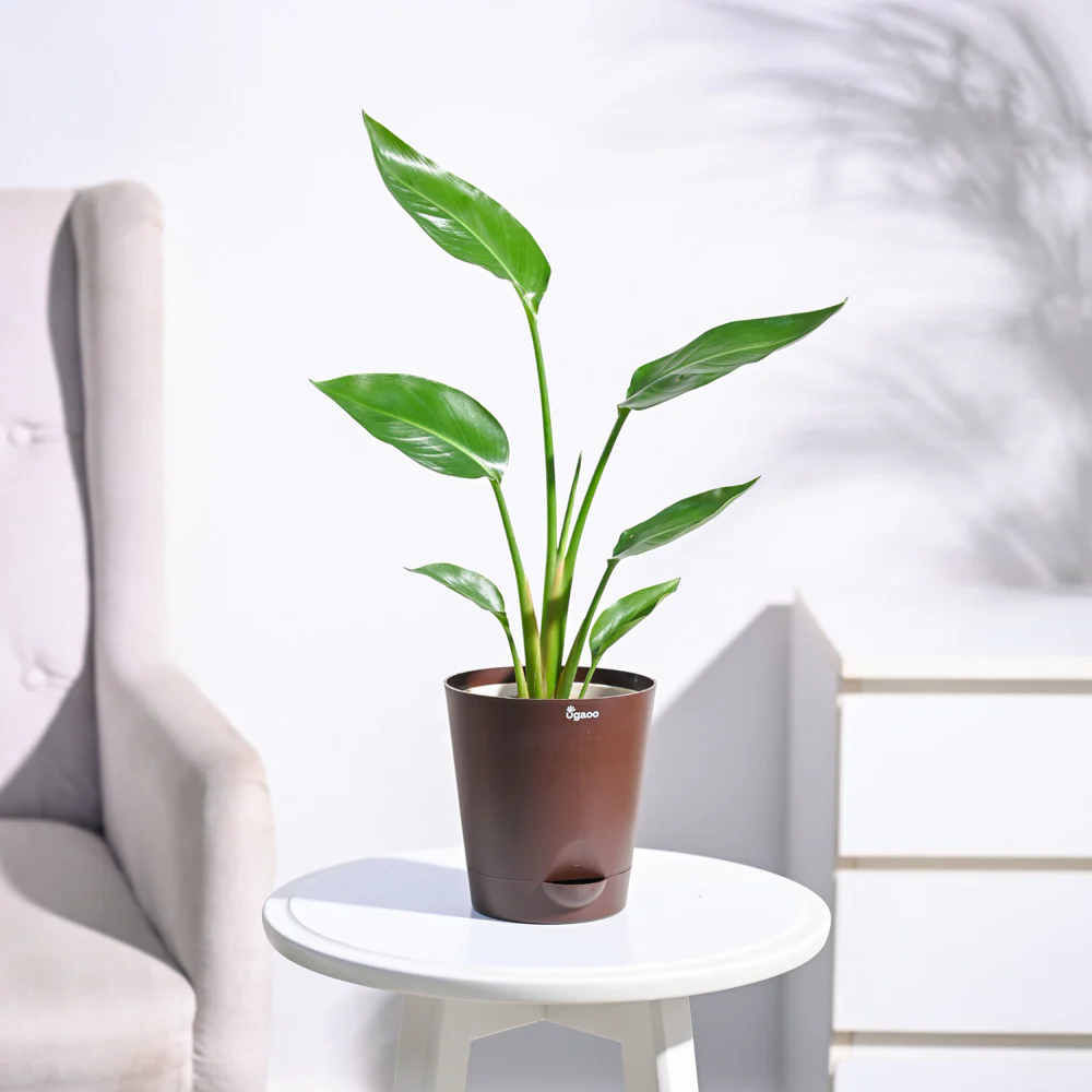 Bird of Paradise Plant - Image 31