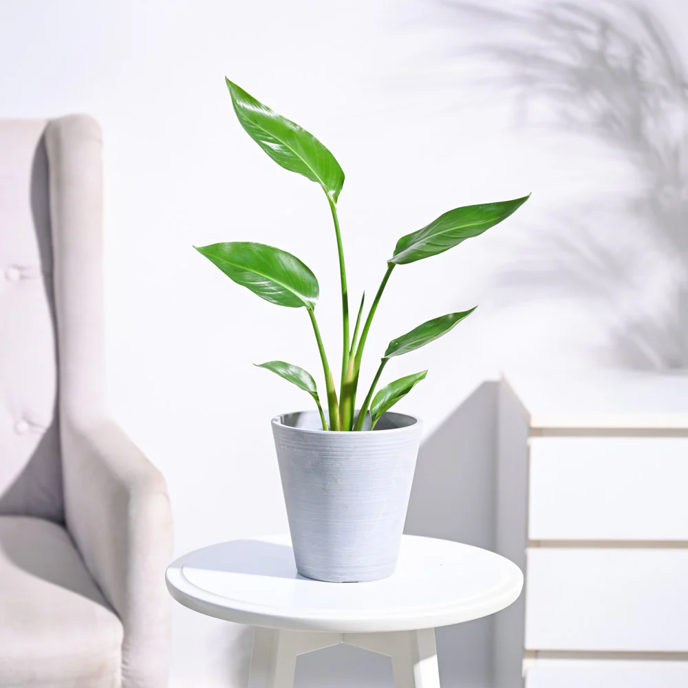 Bird of Paradise Plant - Image 35