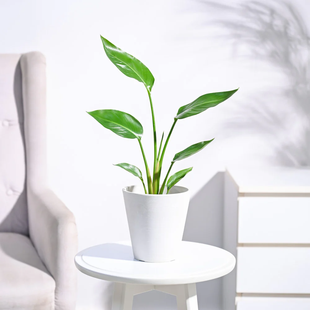 Bird of Paradise Plant - Image 43