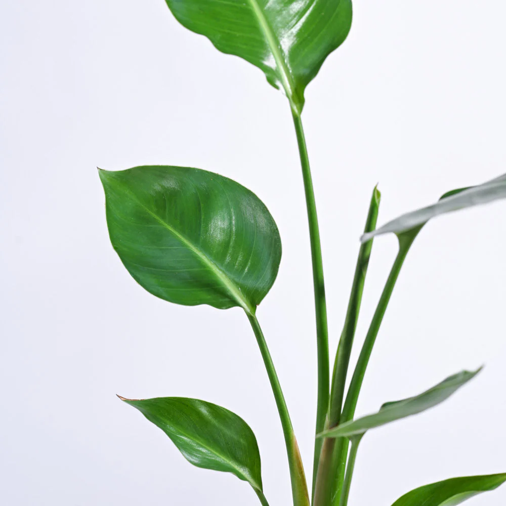 Bird of Paradise Plant - Image 44