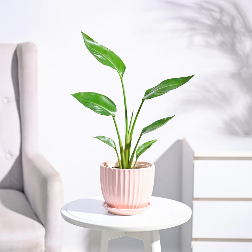 Bird of Paradise Plant - Image 51