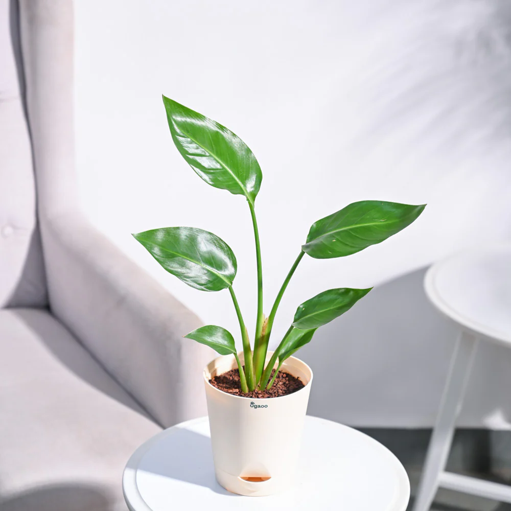 Bird of Paradise Plant - Image 54