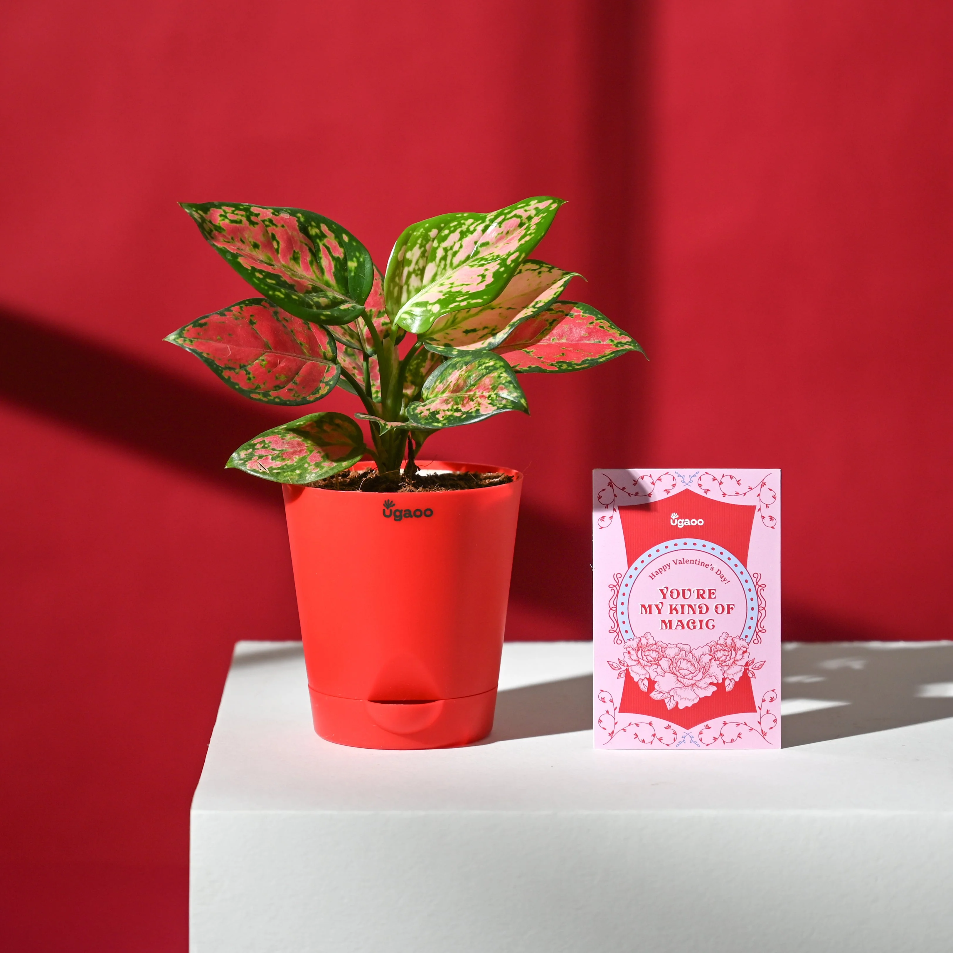 Blush of Love Hamper - Image 3