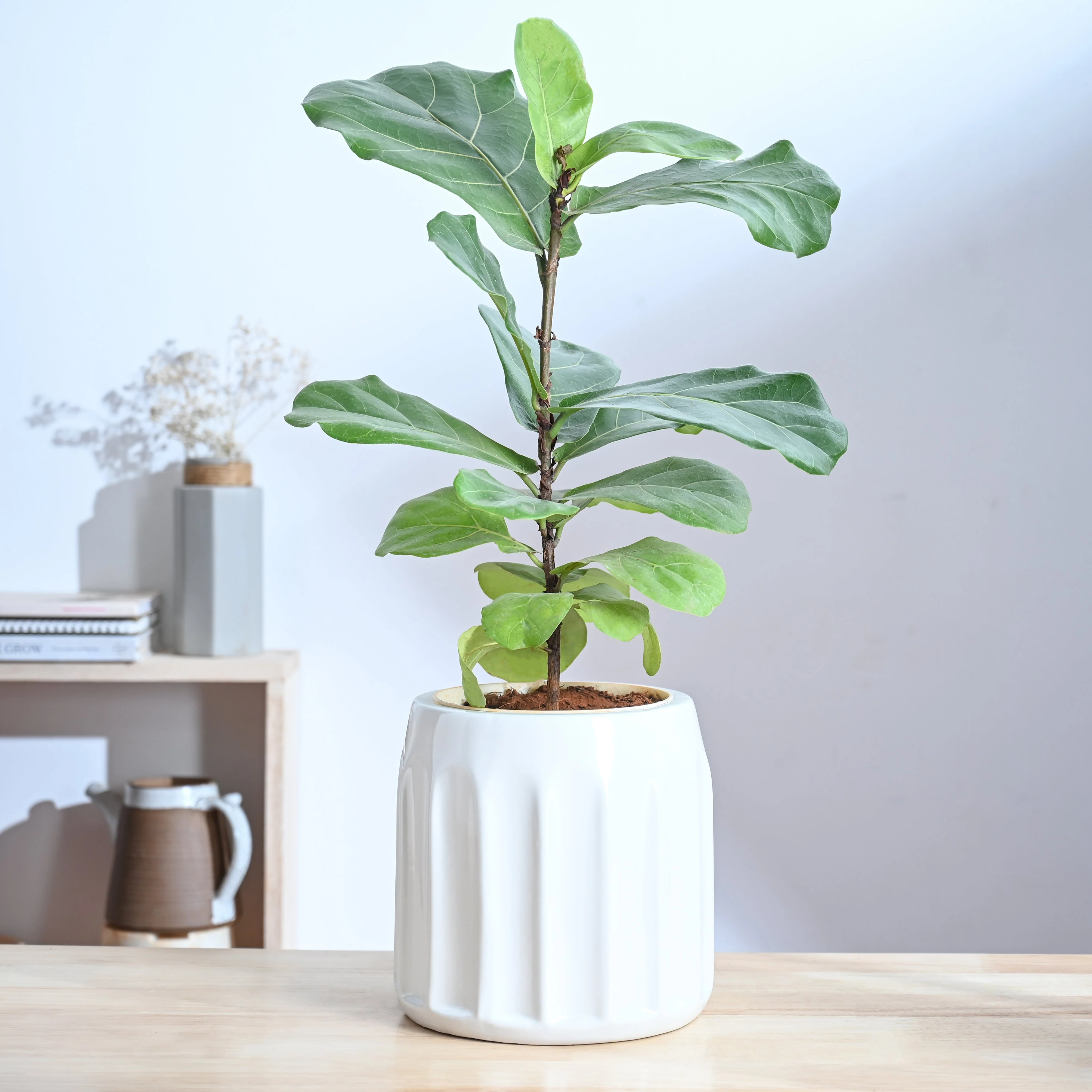 Blushing Sun Ceramic Planter - Image 22