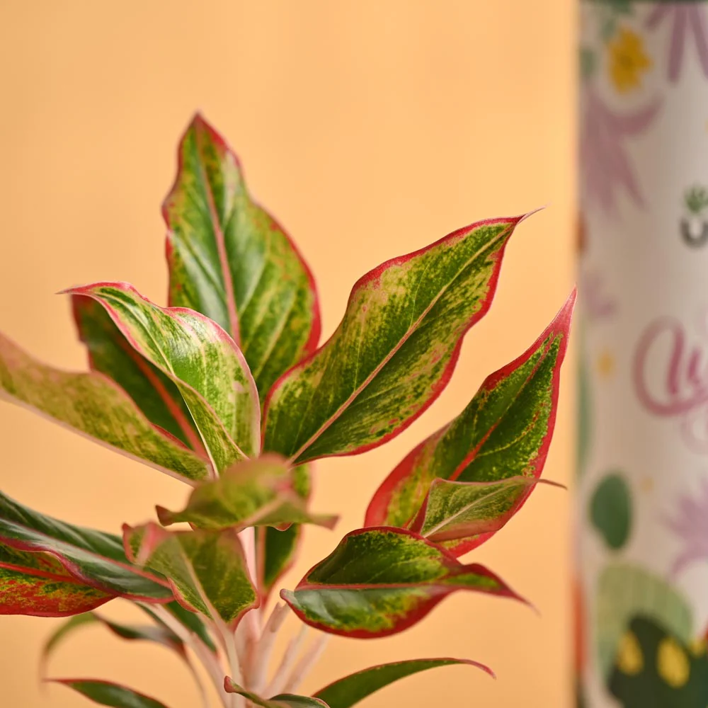 Bold & Bloom – Women’s Day Celebration Hamper - Image 3
