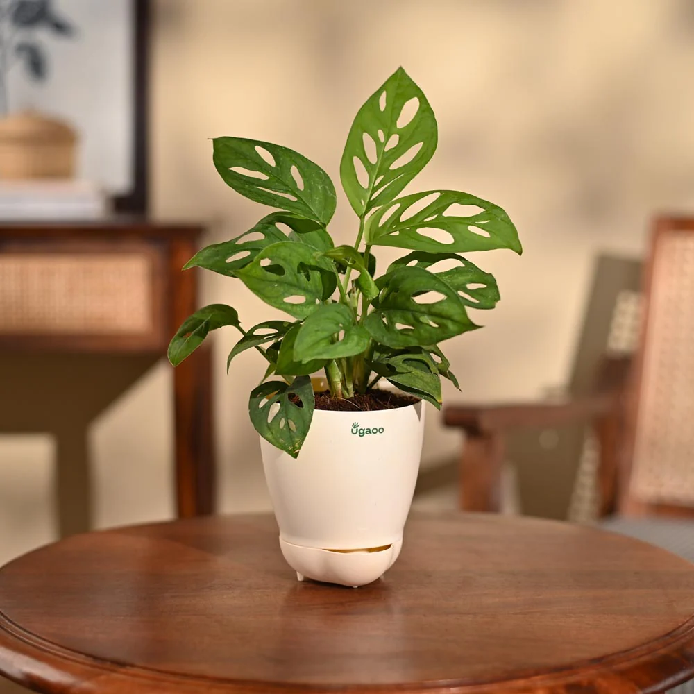 Broken Heart Plant - Image 102