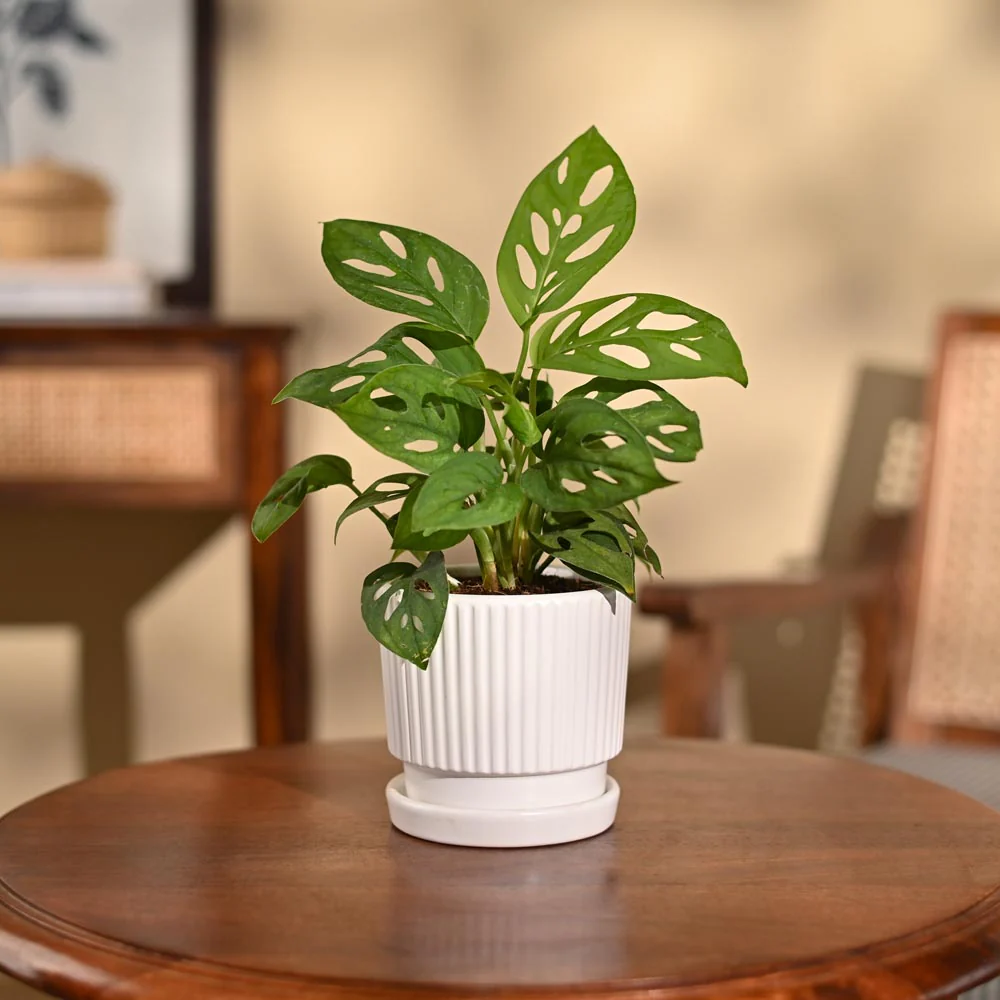Broken Heart Plant - Image 103