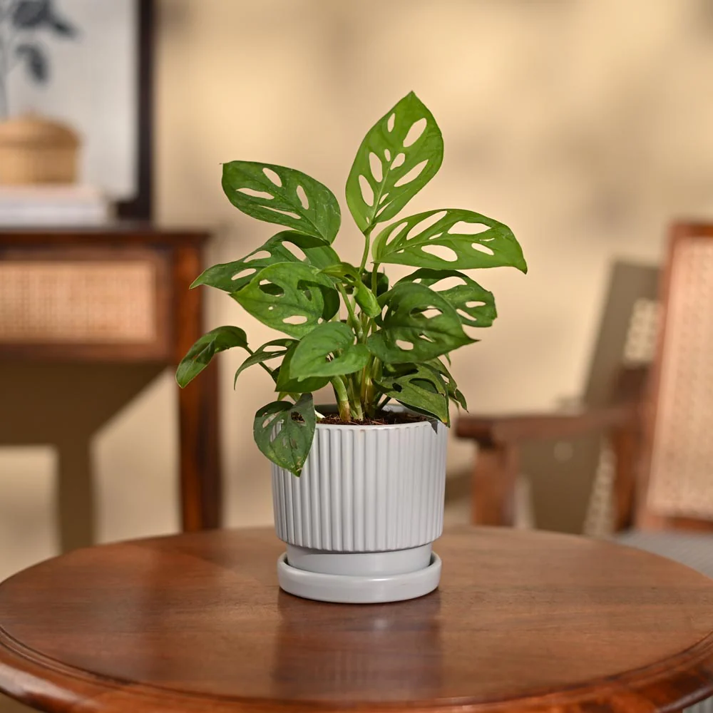 Broken Heart Plant - Image 104