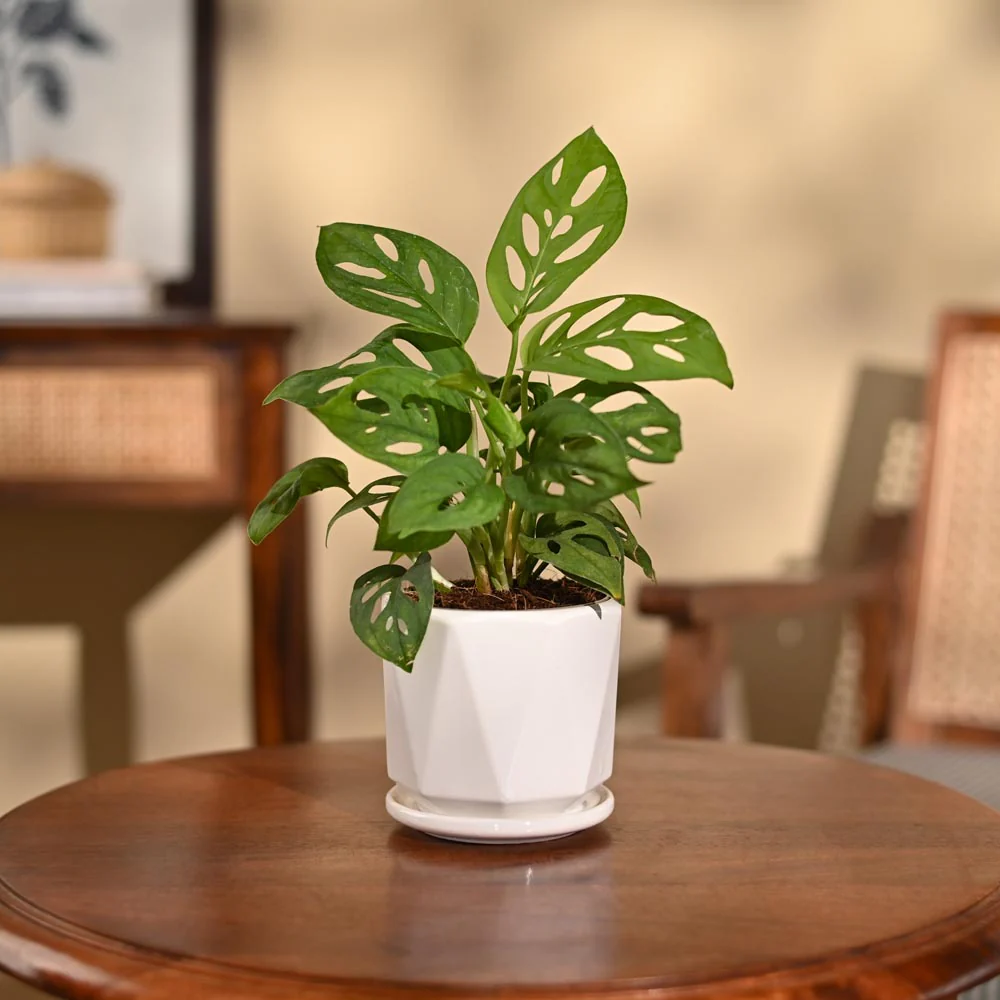 Broken Heart Plant - Image 105