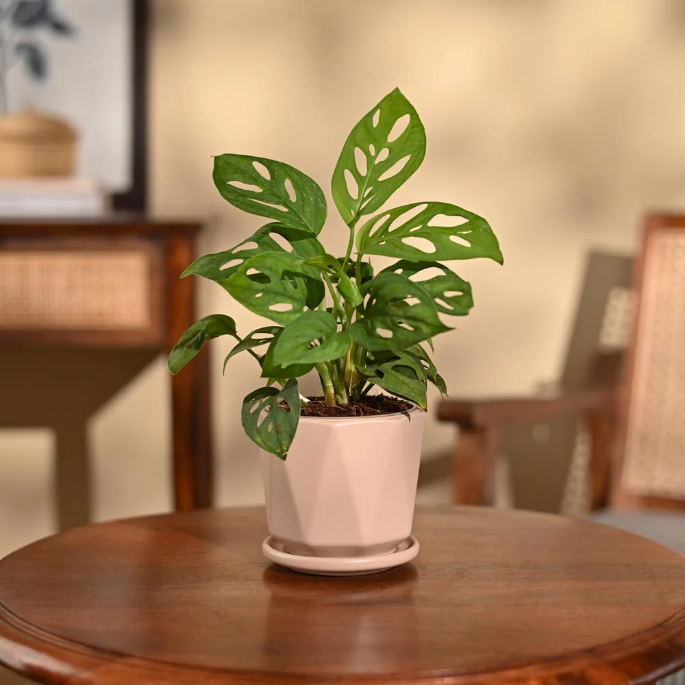 Broken Heart Plant - Image 106