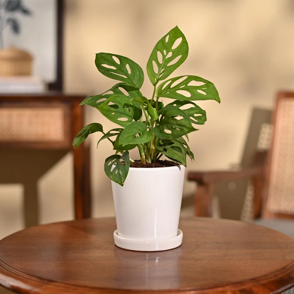 Broken Heart Plant - Image 107