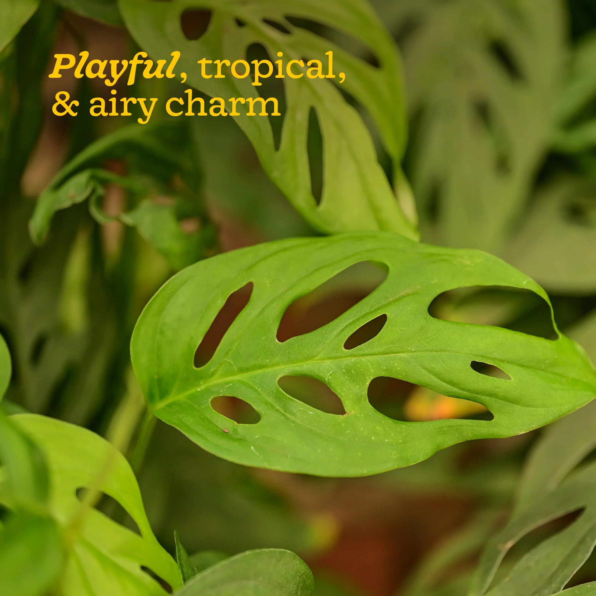 Broken Heart Plant - Image 108