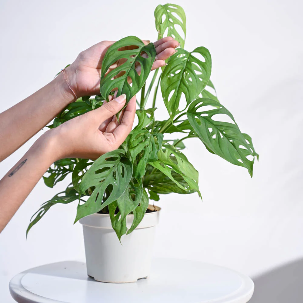 Broken Heart Plant - Image 11