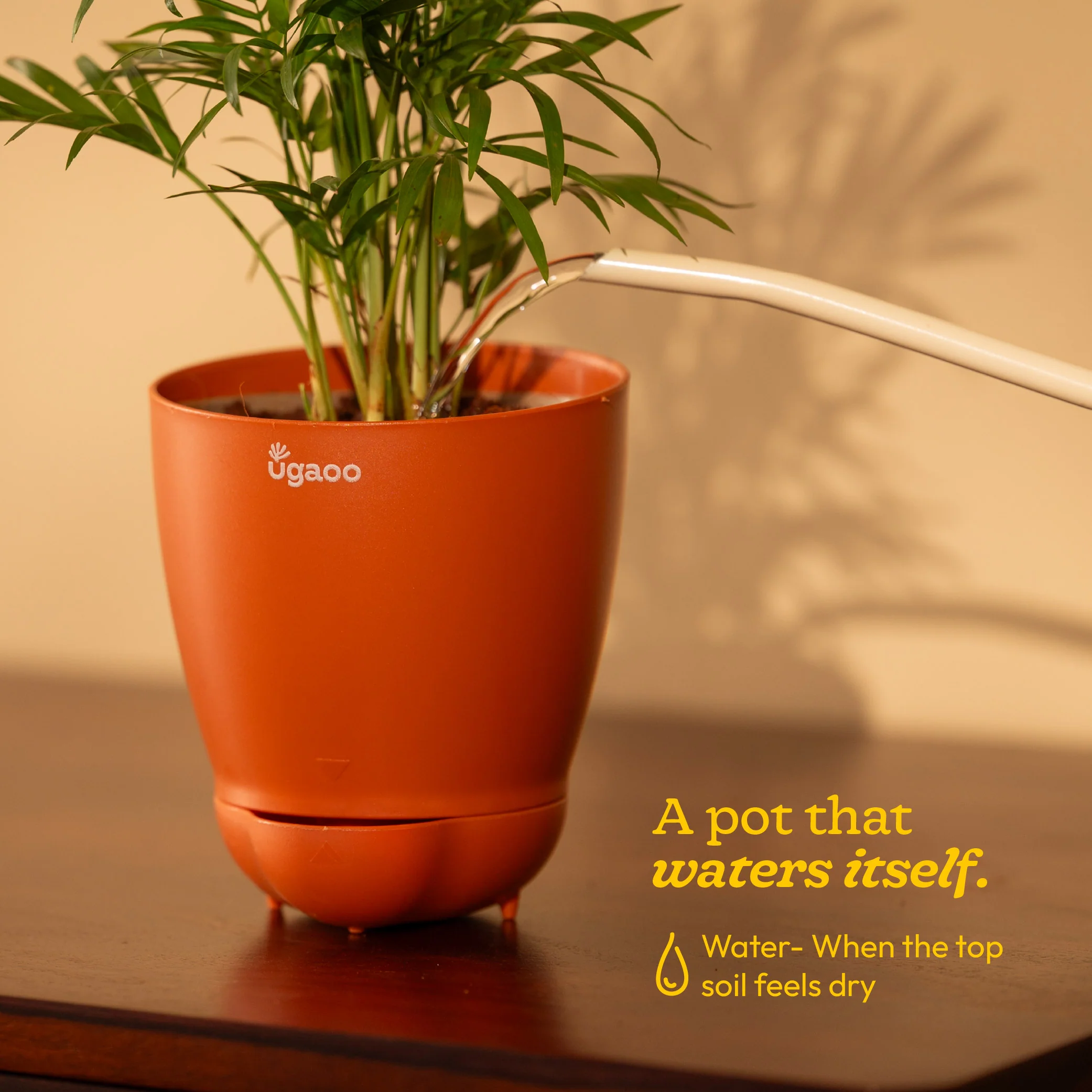 Broken Heart Plant - Image 110