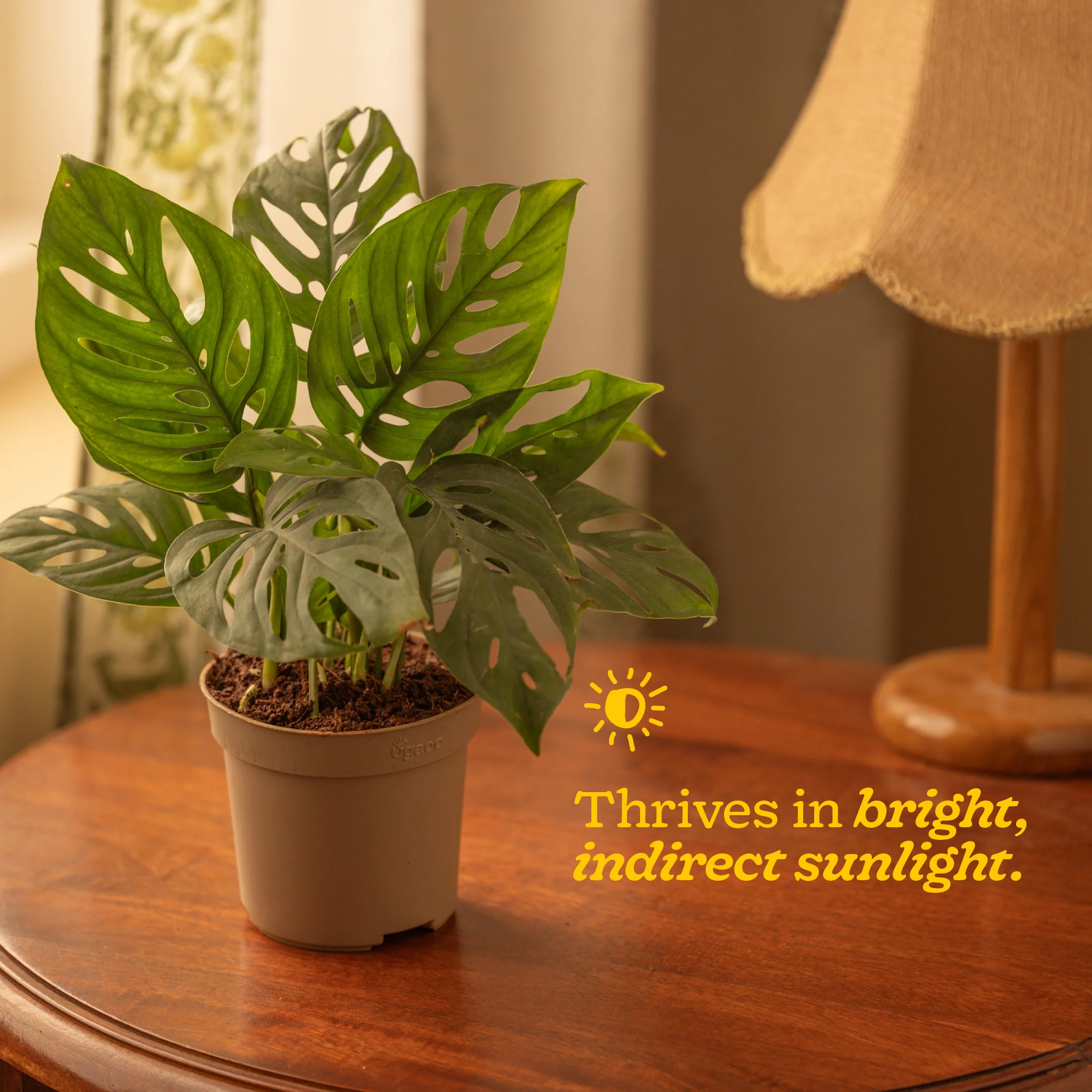 Broken Heart Plant - Image 111