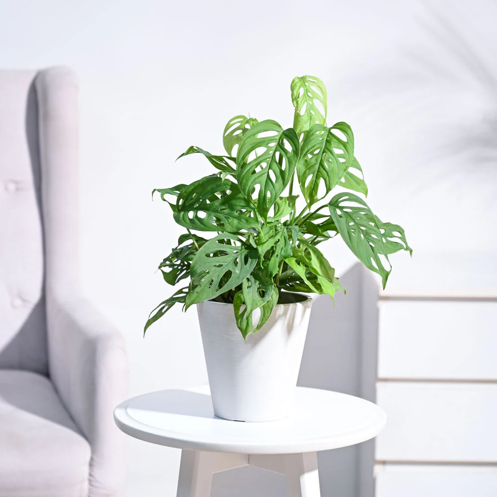 Broken Heart Plant - Image 12