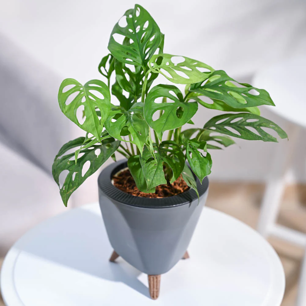 Broken Heart Plant - Image 16