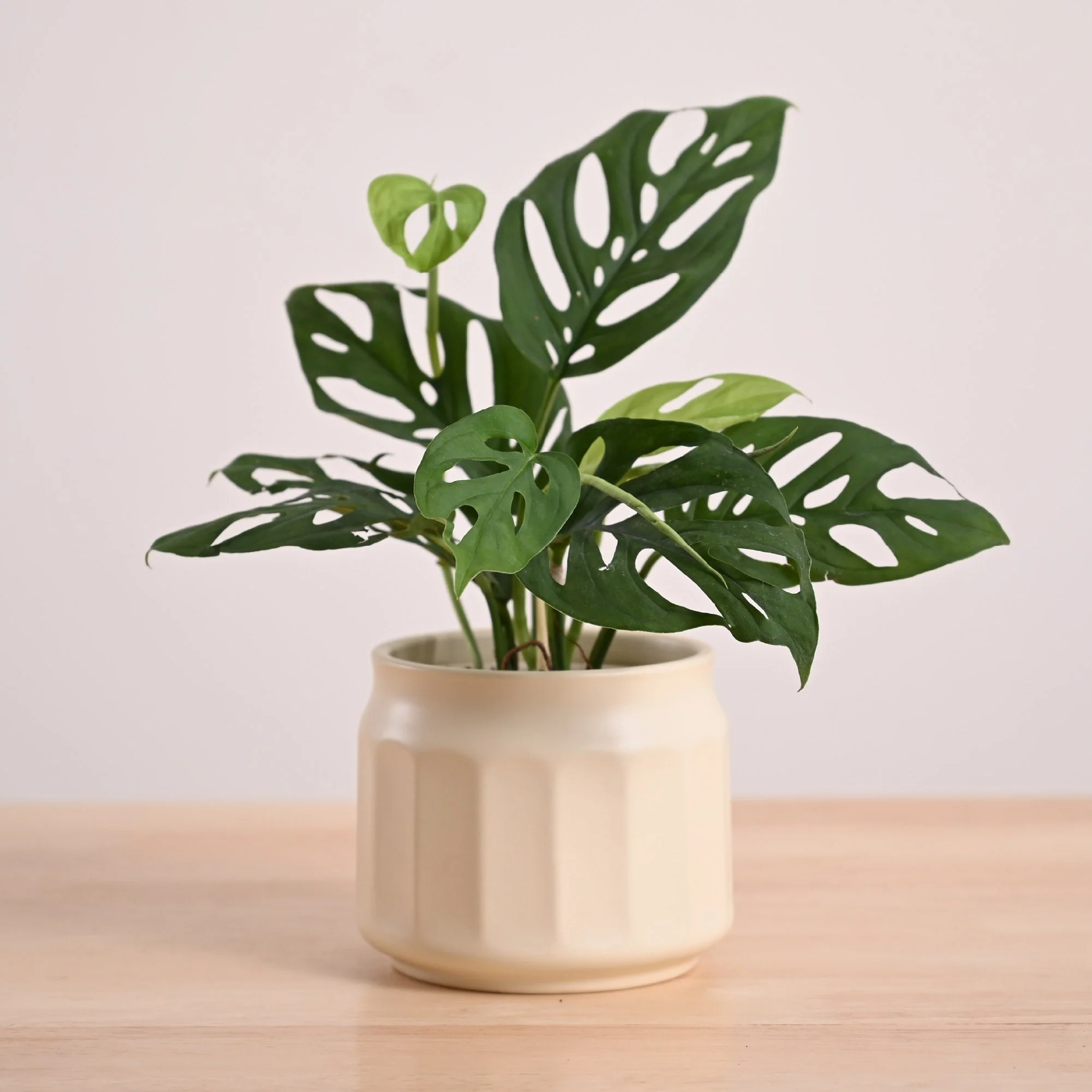 Broken Heart Plant - Image 17