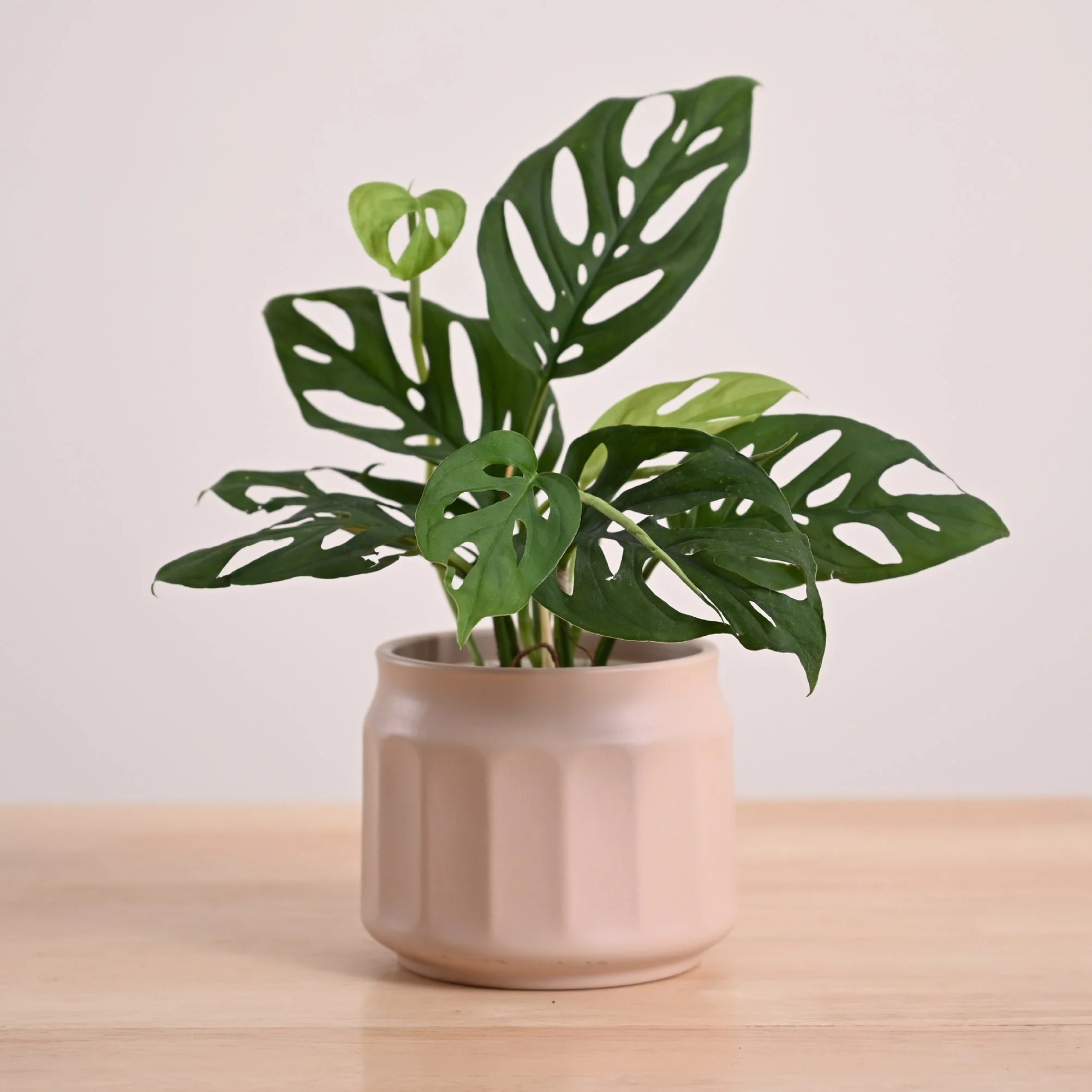 Broken Heart Plant - Image 18