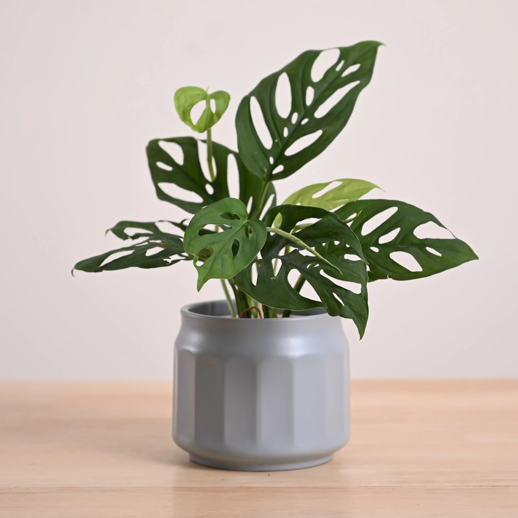 Broken Heart Plant - Image 19