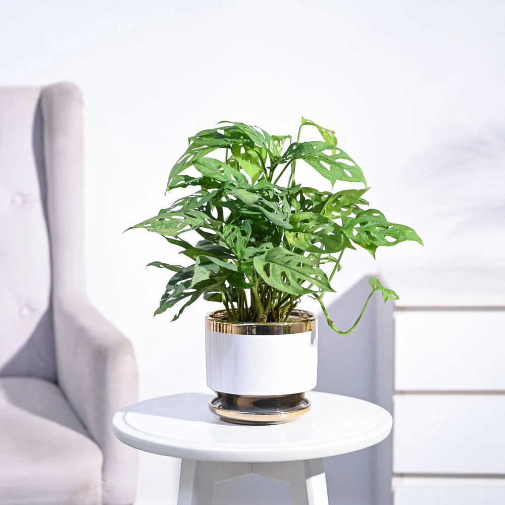 Broken Heart Plant - Image 2
