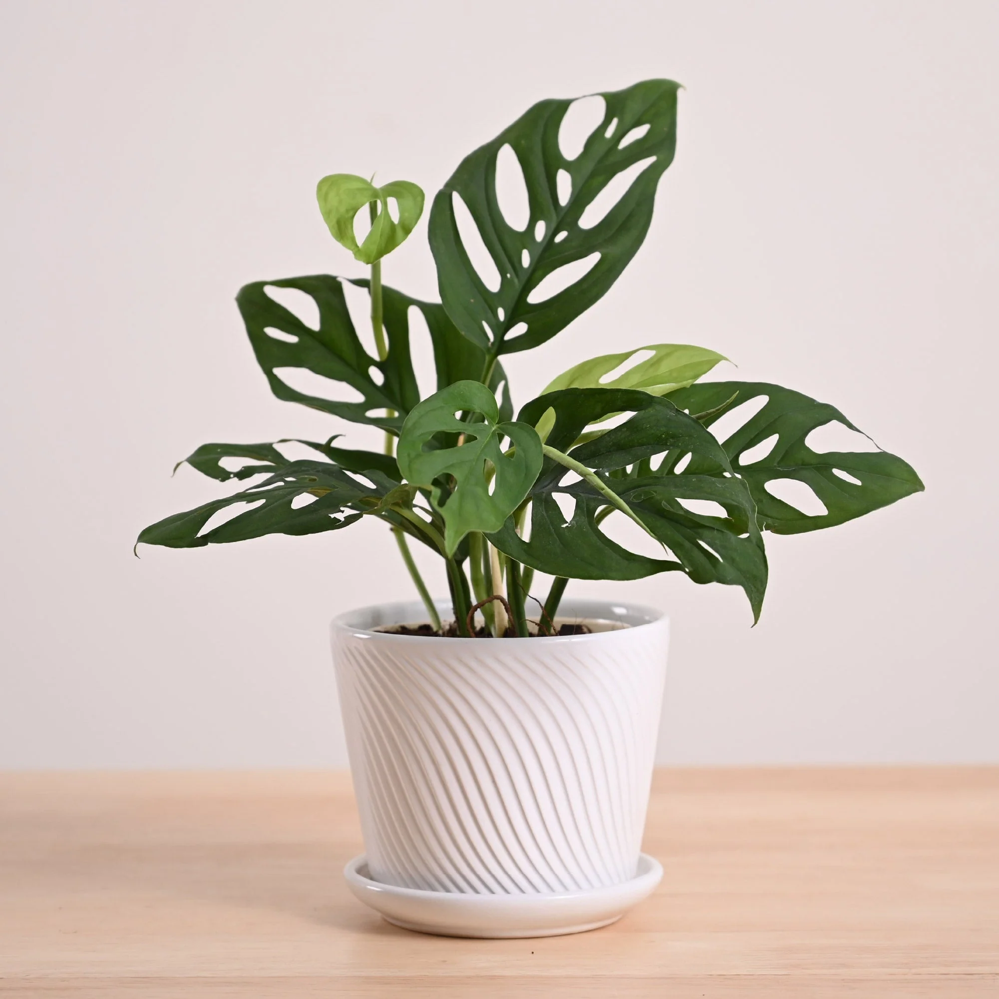 Broken Heart Plant - Image 20