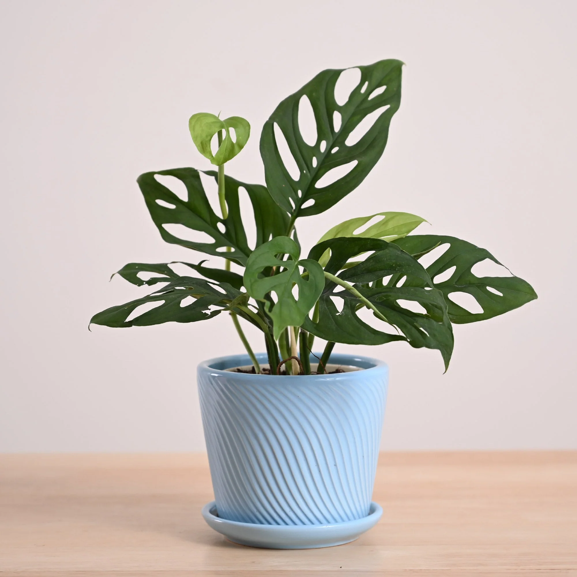 Broken Heart Plant - Image 21