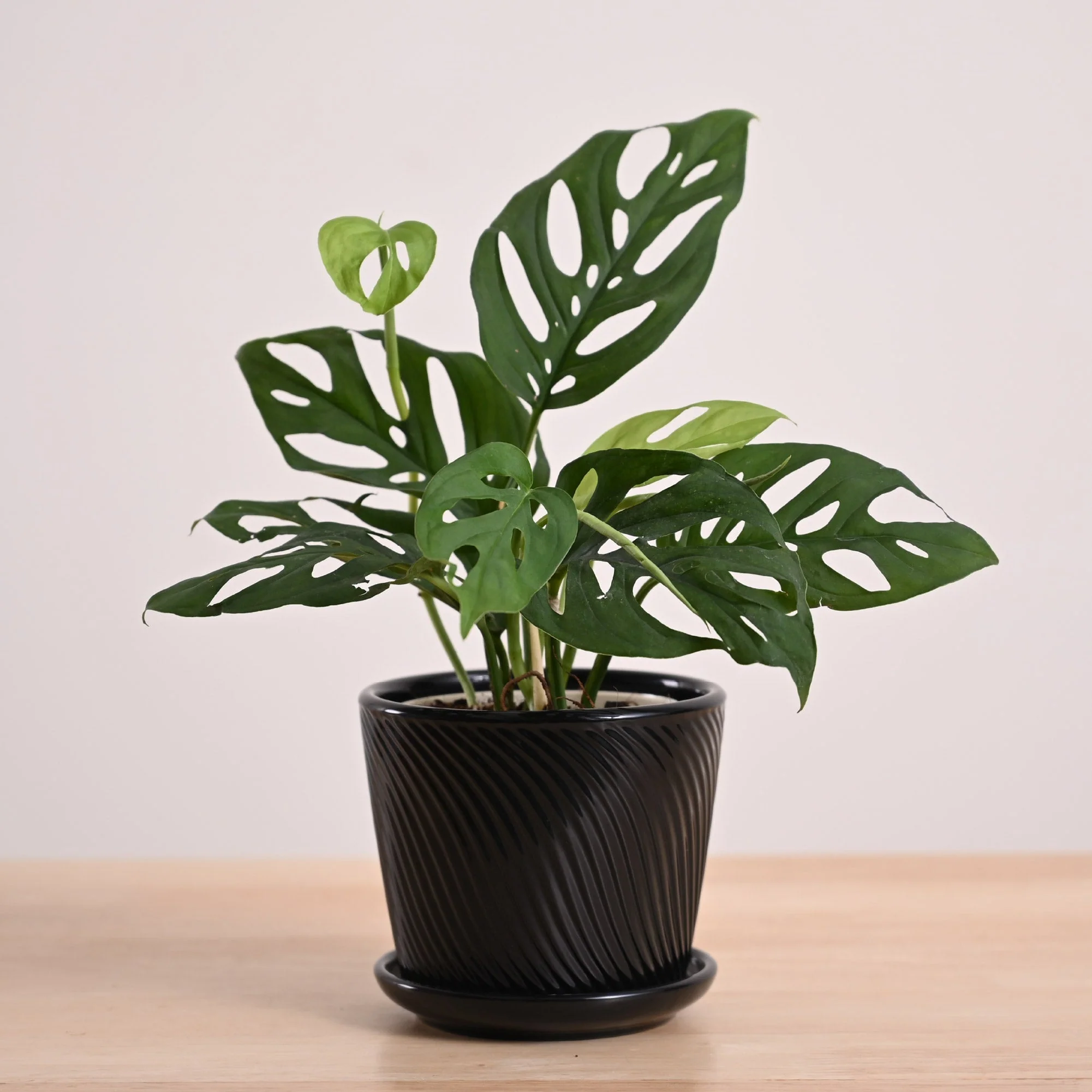 Broken Heart Plant - Image 22
