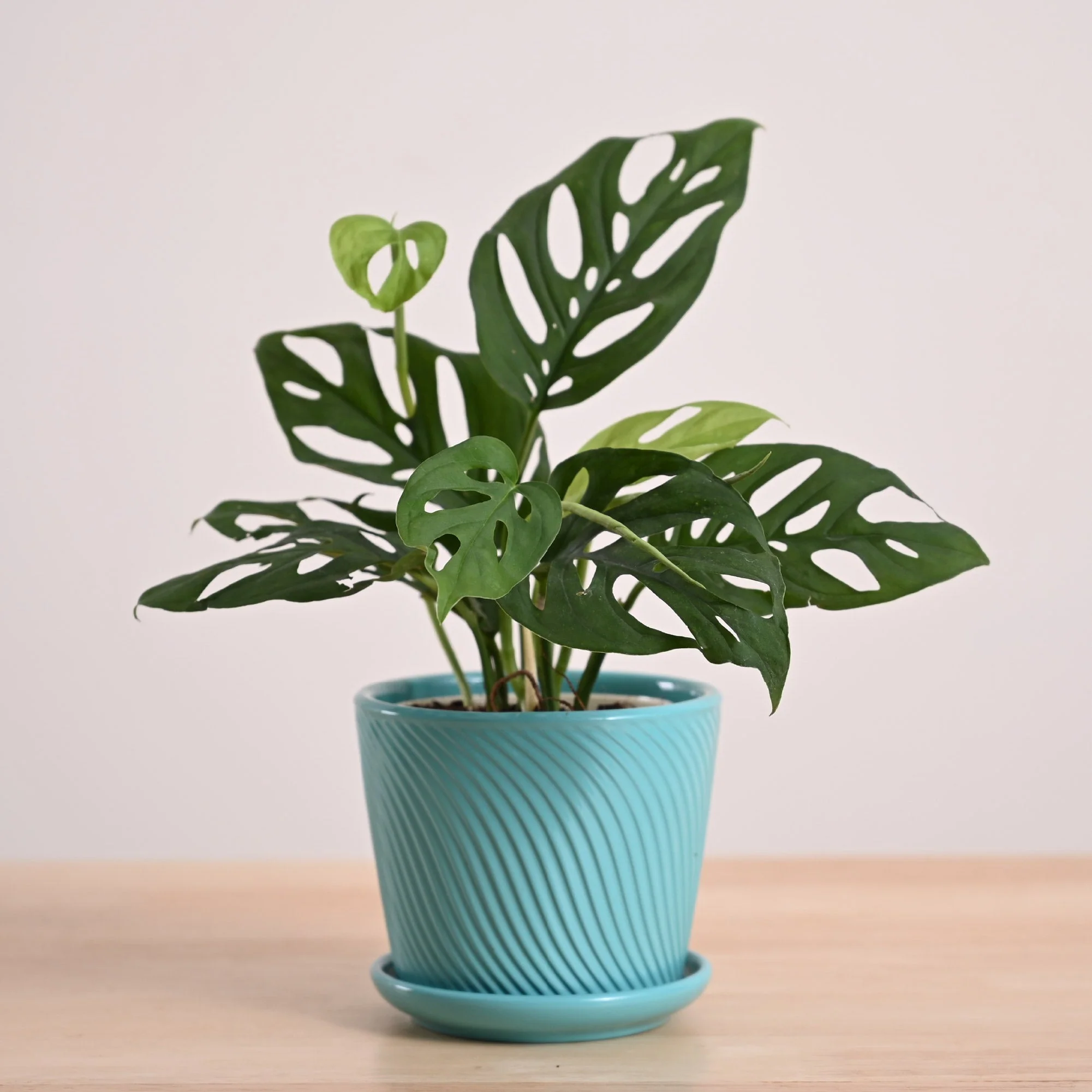 Broken Heart Plant - Image 23