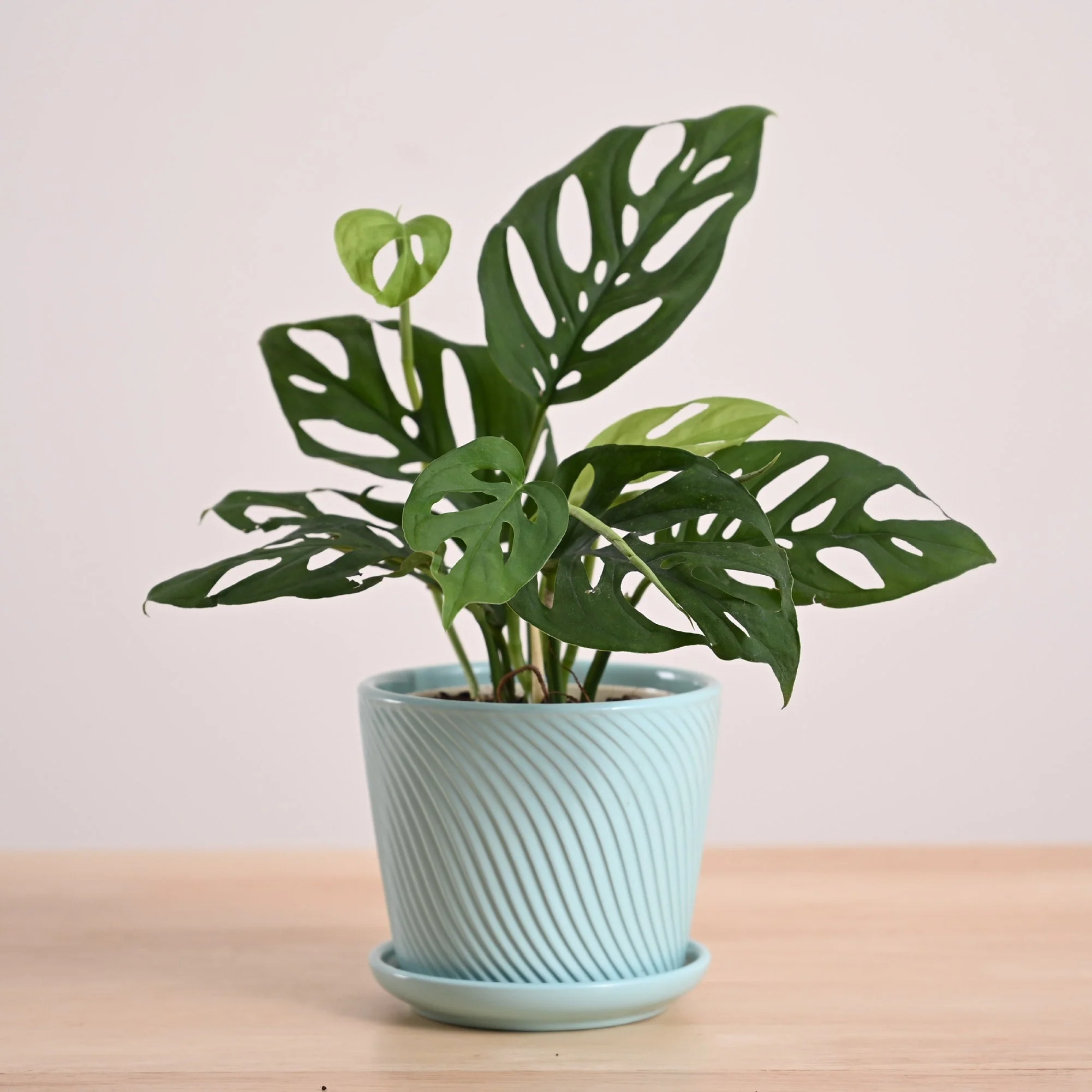 Broken Heart Plant - Image 24