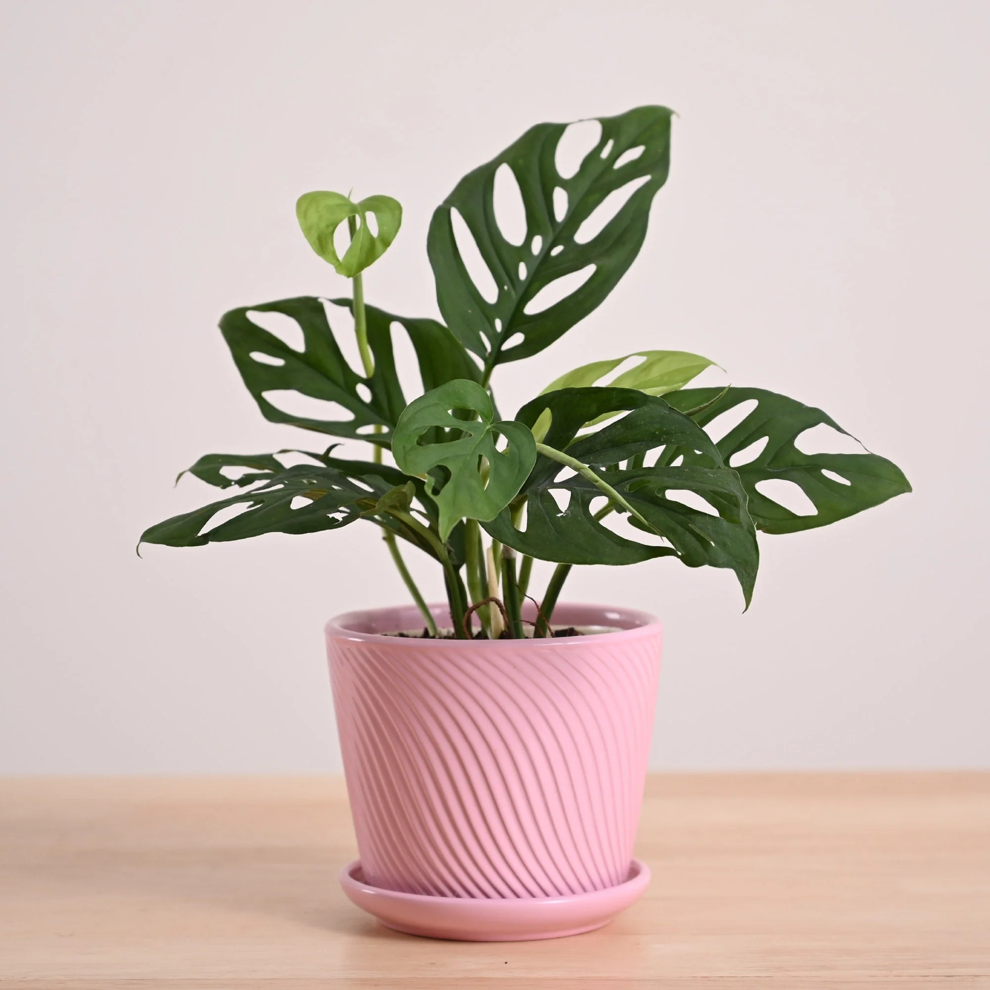 Broken Heart Plant - Image 25