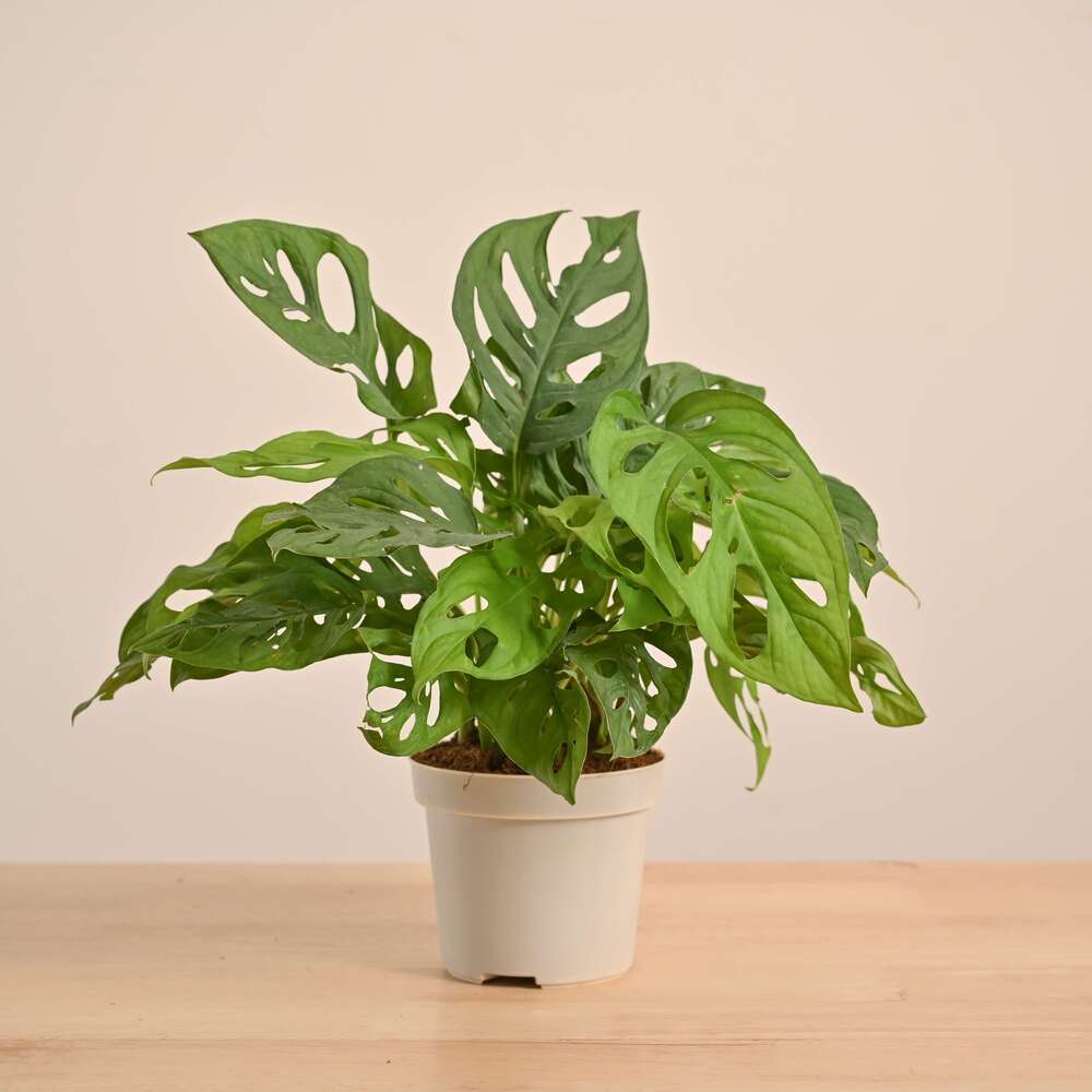Broken Heart Plant - Image 26